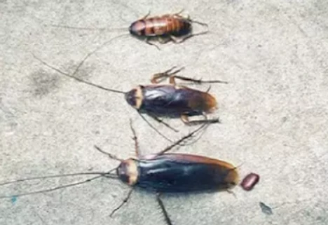 The Ultimate Guide to Finding the Best Cockroach Exterminator