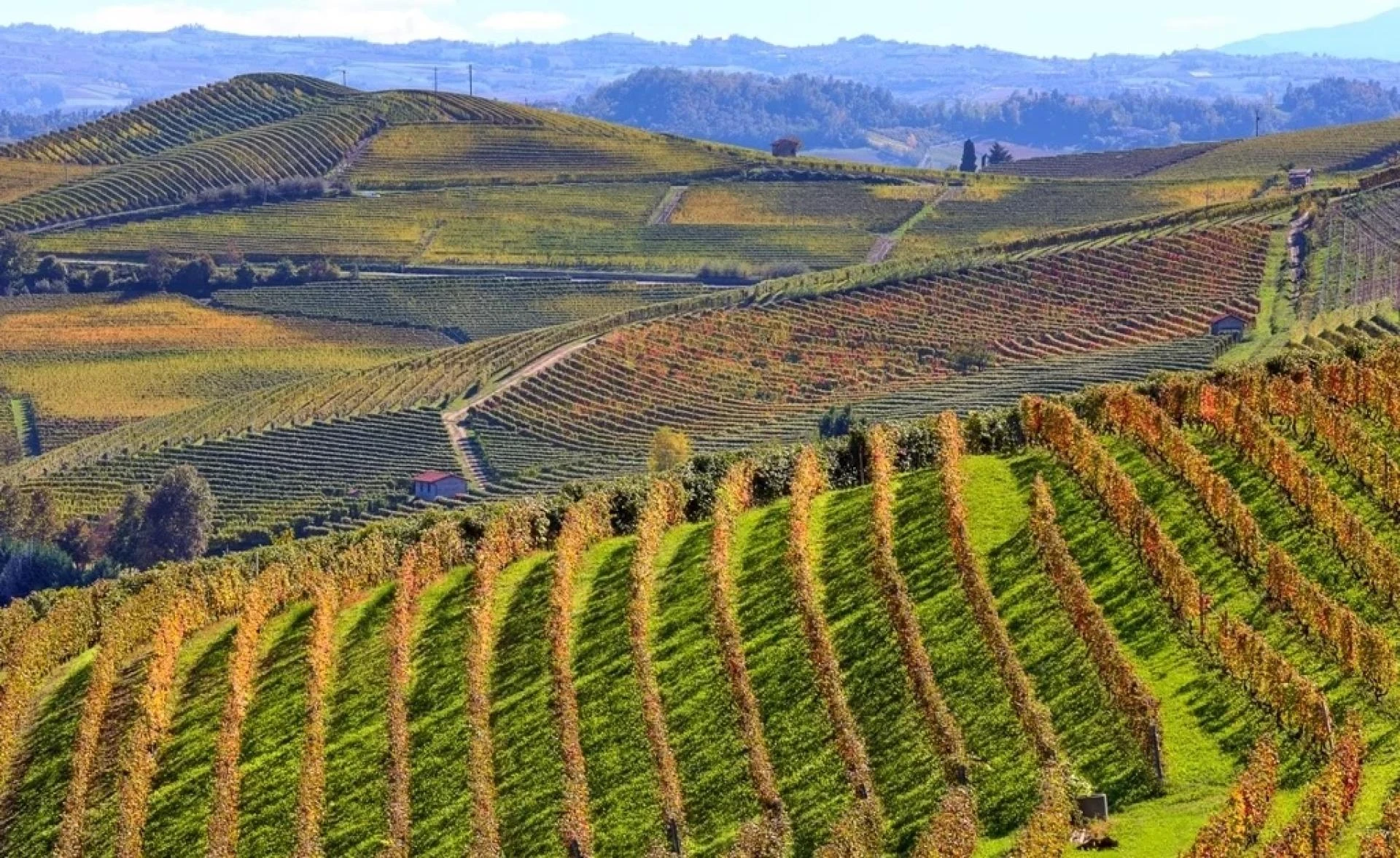 Exploring Elegance: A Journey through Piedmont Wine Tours