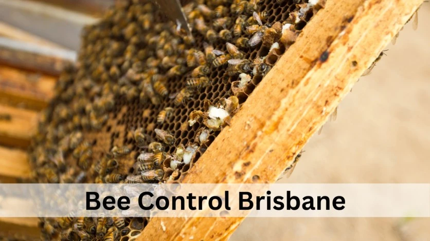 5 Simple Tips To Keep Bee Away From Your Home