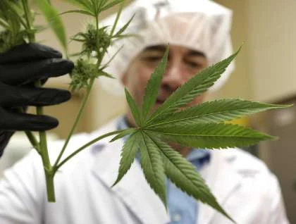 Is CBD oil with turmeric healthy for you?