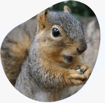 How to Stop Them With rodent control services the colony tx