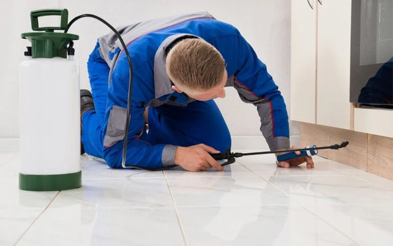 How to Get Rid of Bed Bugs: Tips from the Experts