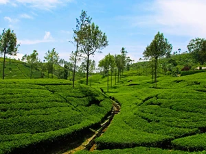 Have a beautiful Experirnce in Ooty Tour Packages