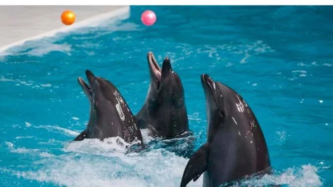 The Top 5 Restaurants Near Dubai Dolphinarium