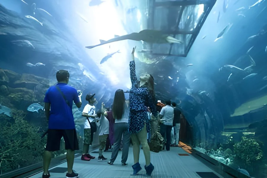 7 Must-See Marine Life Exhibits at Dubai Mall Aquarium