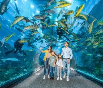 Get Up Close with Marine Life at Dubai Mall Aquarium and Underwater Zoo