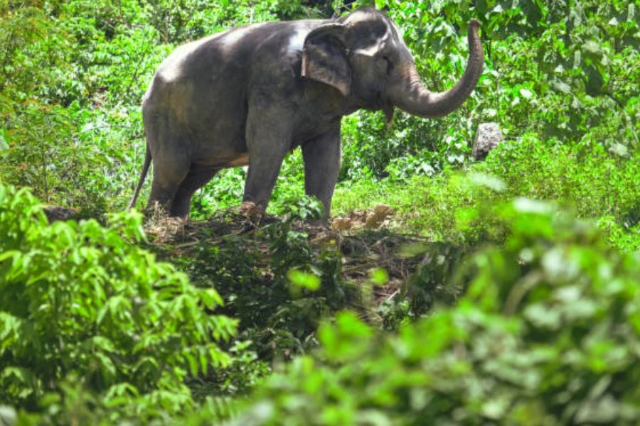 The top 10 great national parks in Phuket