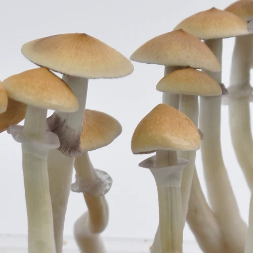 Buy Magic Mushrooms Online