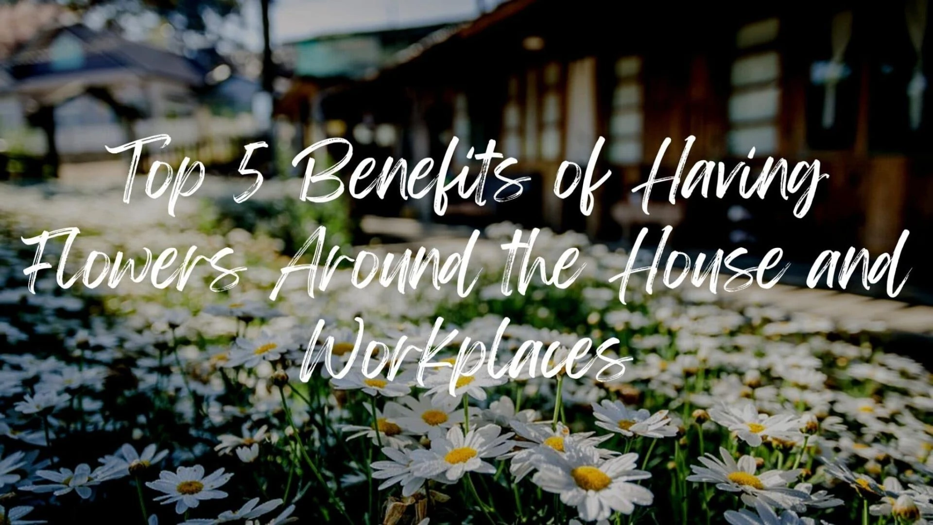Top 5 Benefits of Having Flowers Around the House and Workplaces