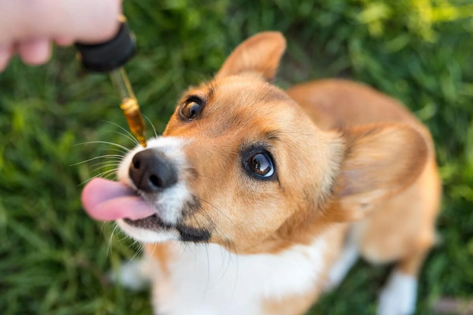 CBD for Pet Relief: All you need to know