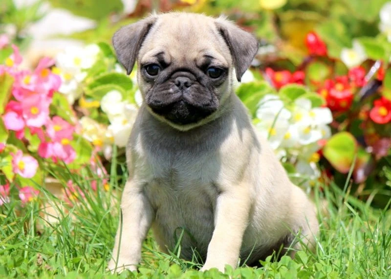 Why Choose Champion Pug Kennels for Your Next Pug Puppy?