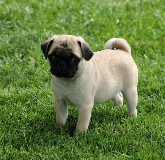 Find Your Furry Soulmate: Pug Puppies Now Available in Texas