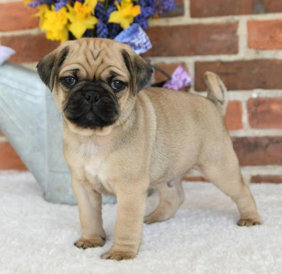 Find Your Perfect Pug Pal: Las Vegas Pug Puppies Await!