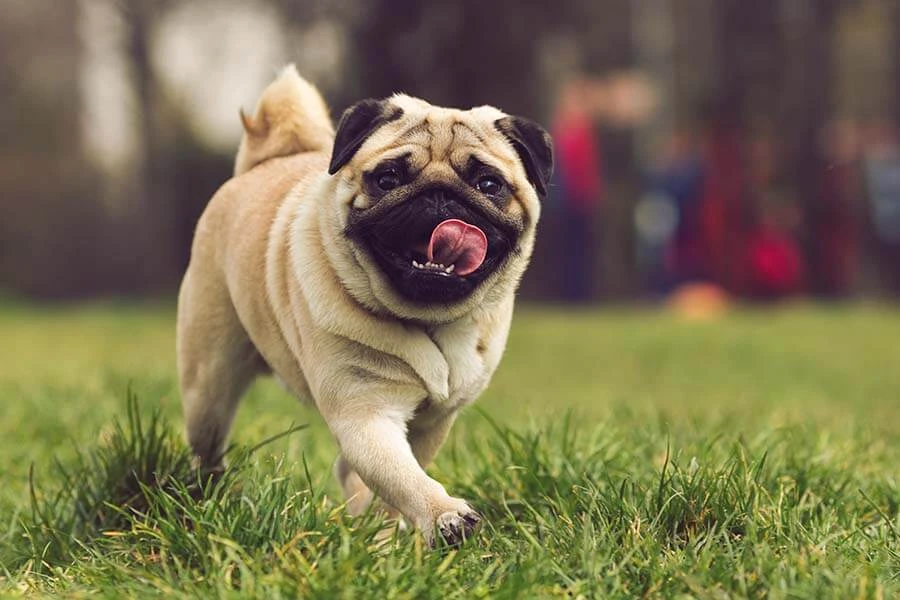 Meet Your Perfect Pint-Sized Pal: Irresistible Male Pug Puppy for Sale!