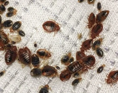 Demystifying the Insect Classification of Bed Bugs