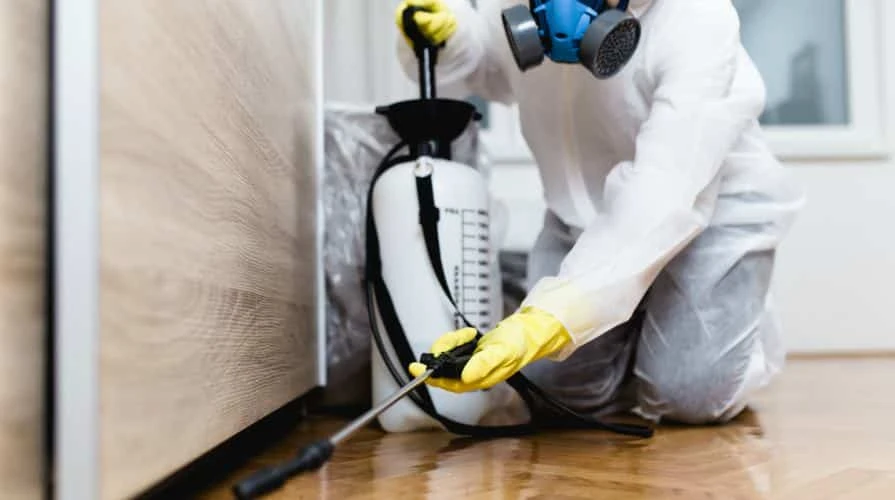 Say Goodbye to Pests: Essential Pest Control Measures for Udaipur Residents