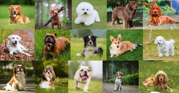 Top 15 Friendliest Dog Breeds: Your Guide to Choosing the Perfect Companion