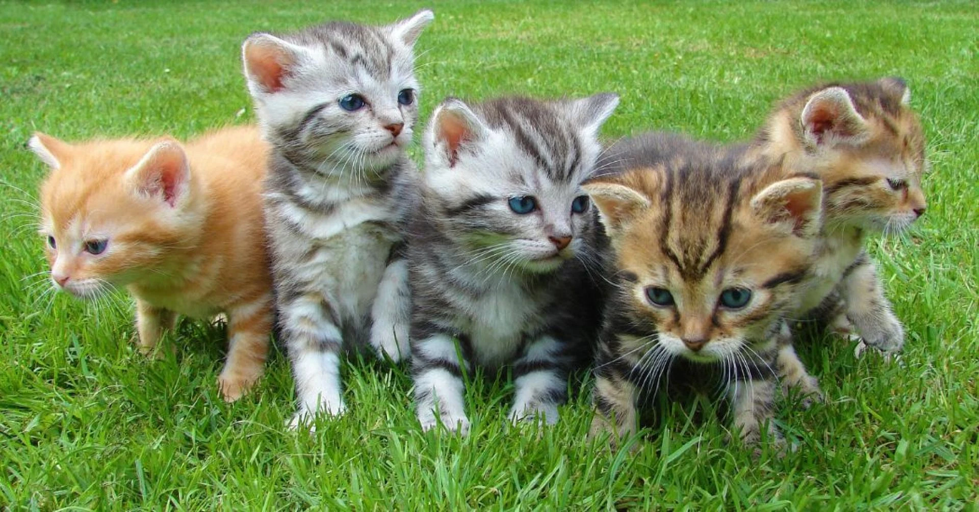 Ethical Considerations When Buying kittens Online