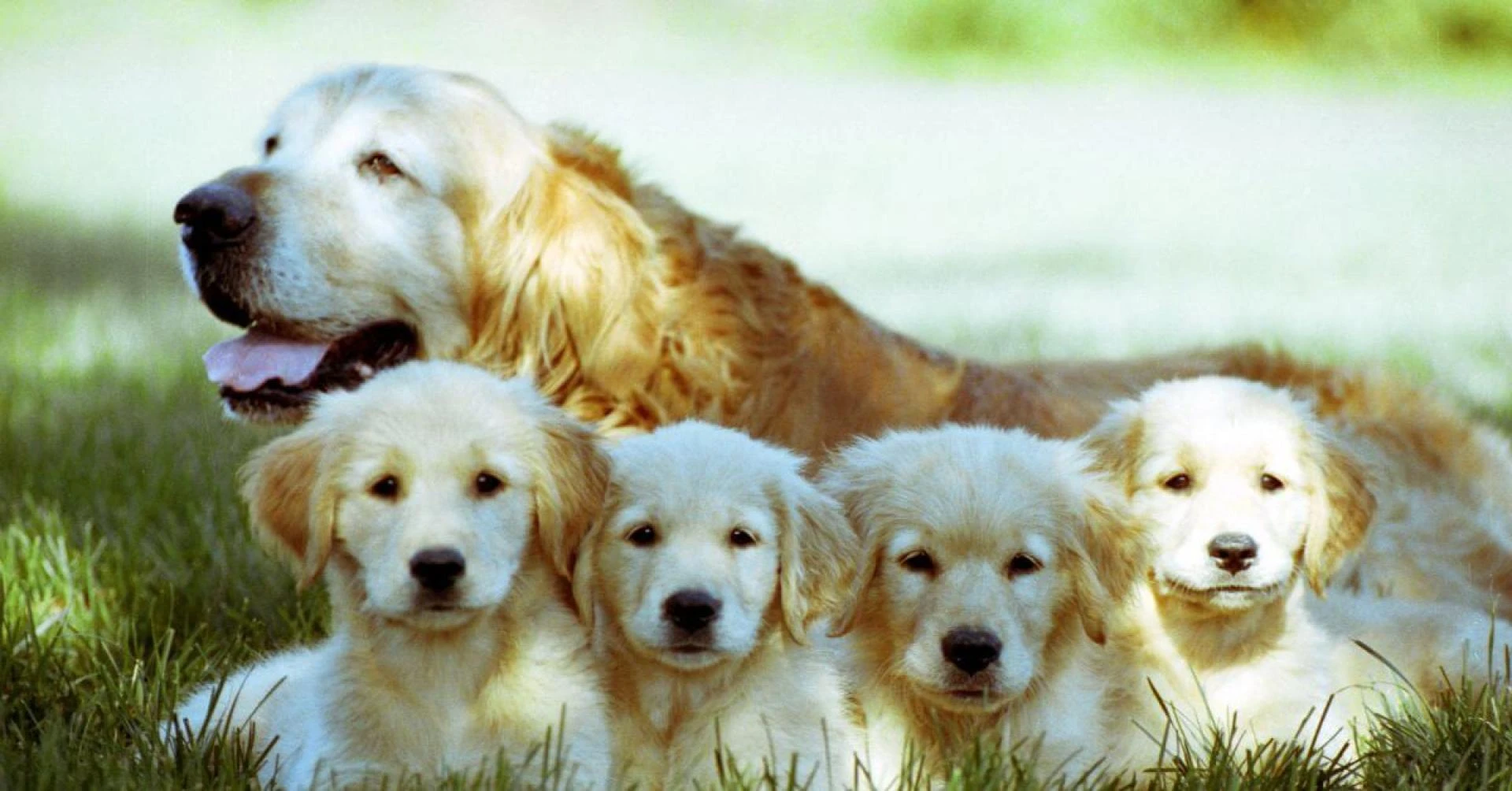 Dog Breeding Trends: Popular Breeds and Their Characteristics