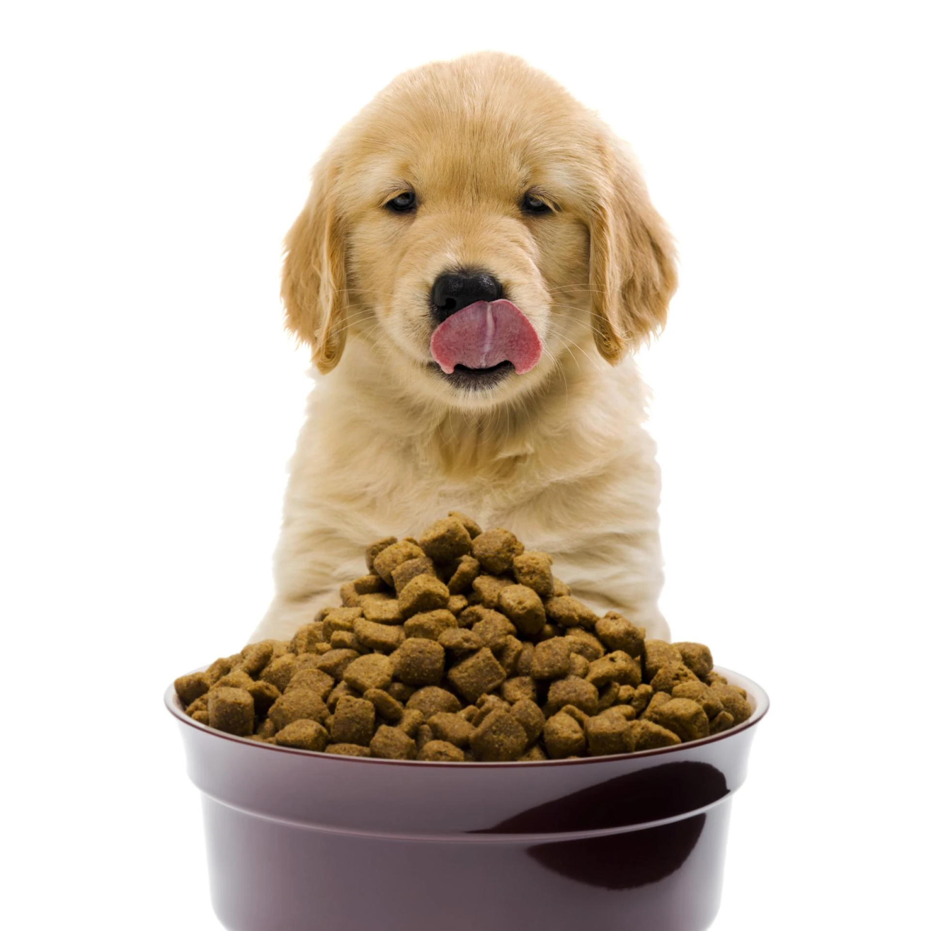 Pet Food Ingredients Market Growth | Driven by Rising Pet Population and Growing Demand