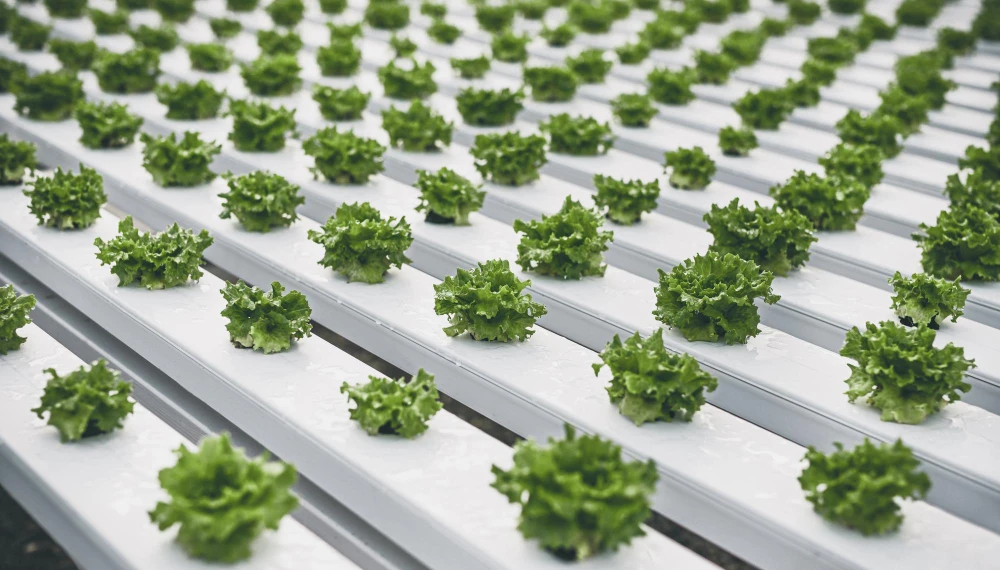 Hydroponics Market to Attain a Valuation of the Highest CAGR, and Forecast to 2030