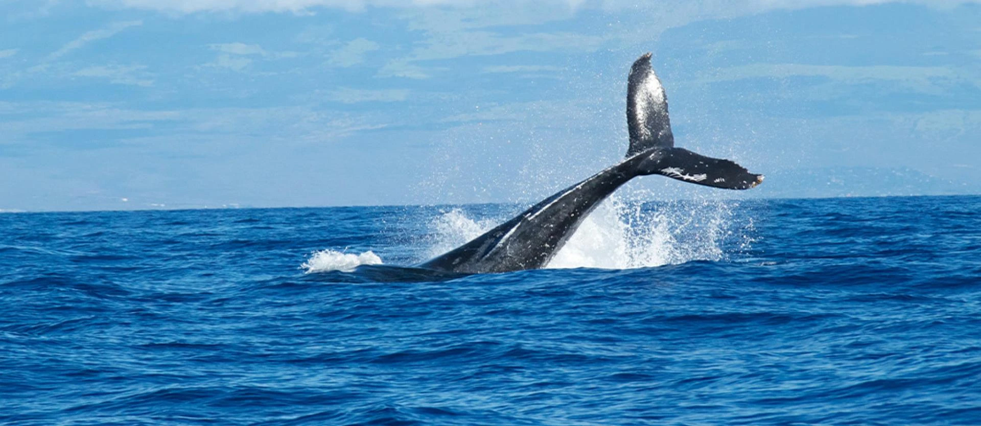 Whale Watching in South West Australia - A Must-Do in Your 3-Day Itinerary!