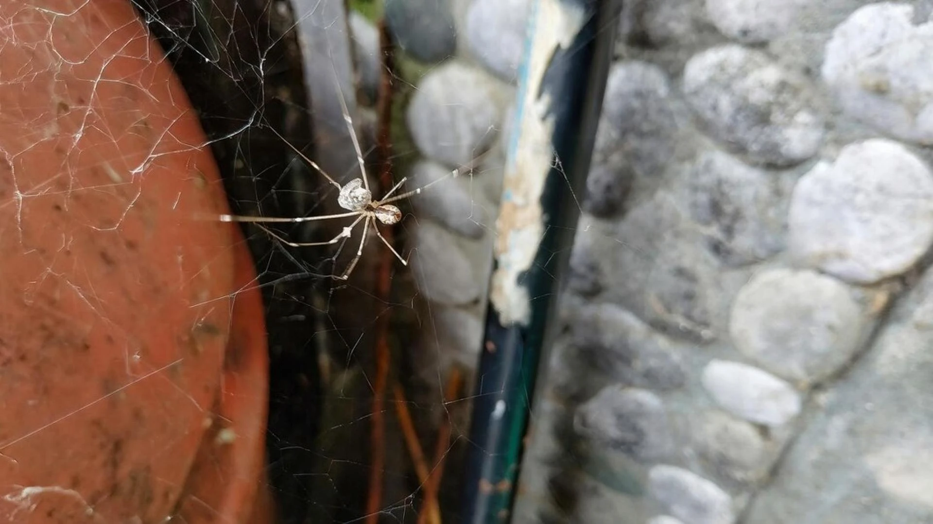 When to Worry: Signs of a Spider Infestation in Your Orange County Home