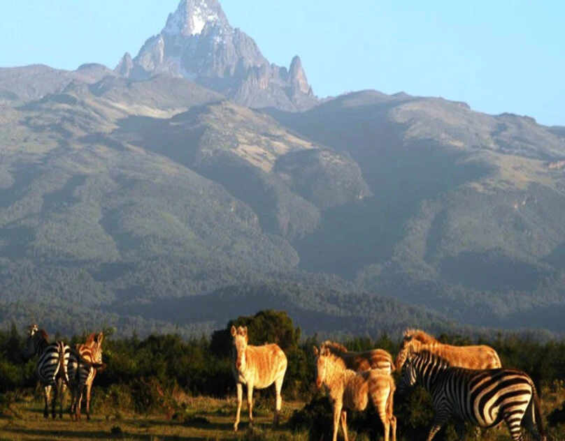 Unveiling the Elegance of Nature: Tanzania's Extravagant Luxury Safari Tours