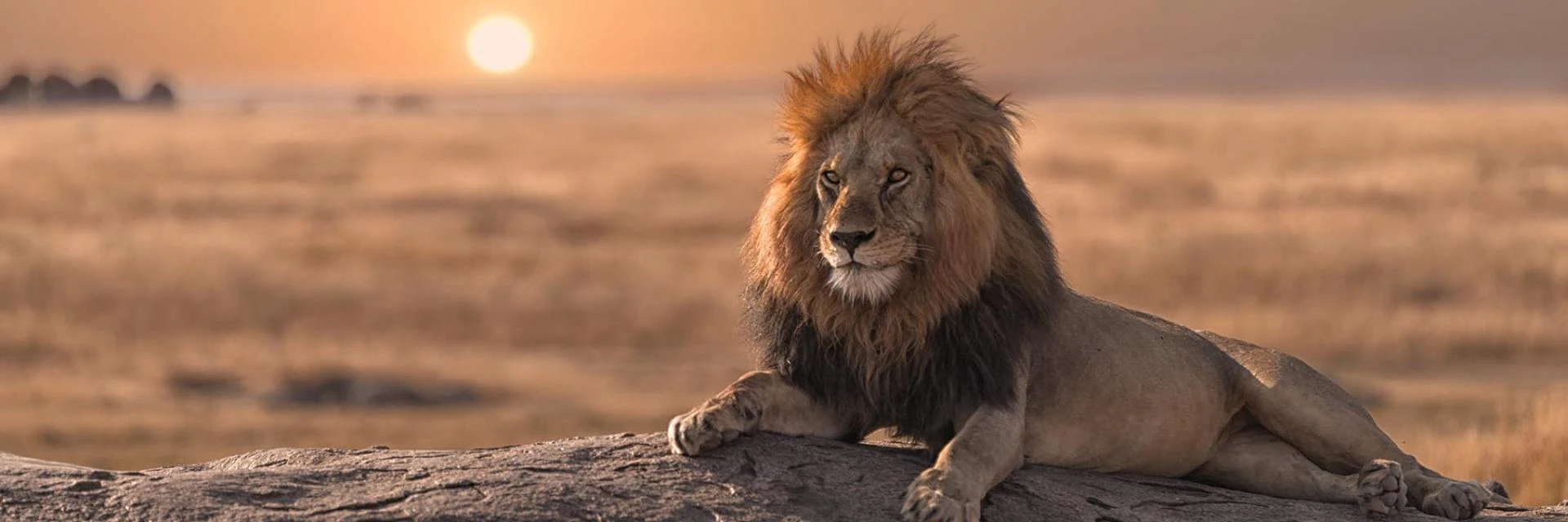 Tanzanian Wildlife Safari: A Journey into the Heart of Nature's Grandeur