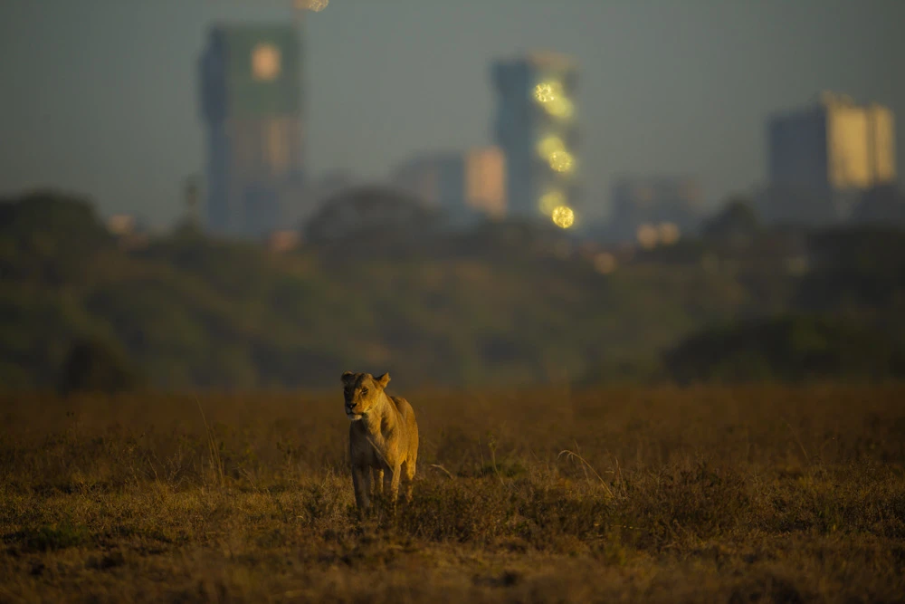 Exploring the Wonders of Kenya: A Wildlife Safari Adventure