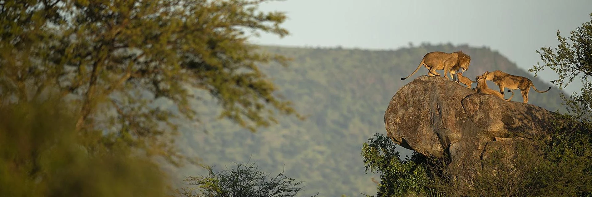 Discover the Magic of Kenya Safari: A Journey into the Wild