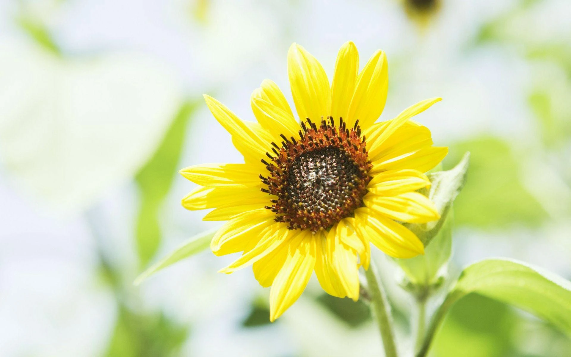 Four Claw Rivets suppliers