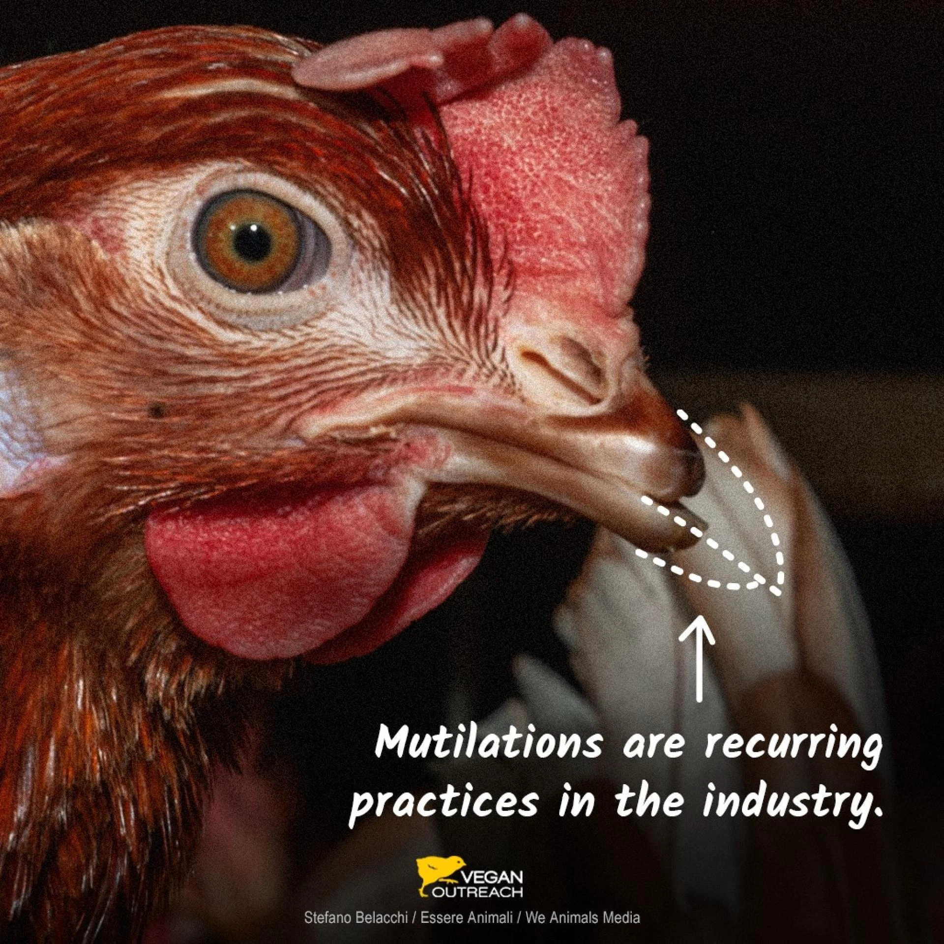 The Dark Side of Agriculture: Factory Farming's Triple Cruelty