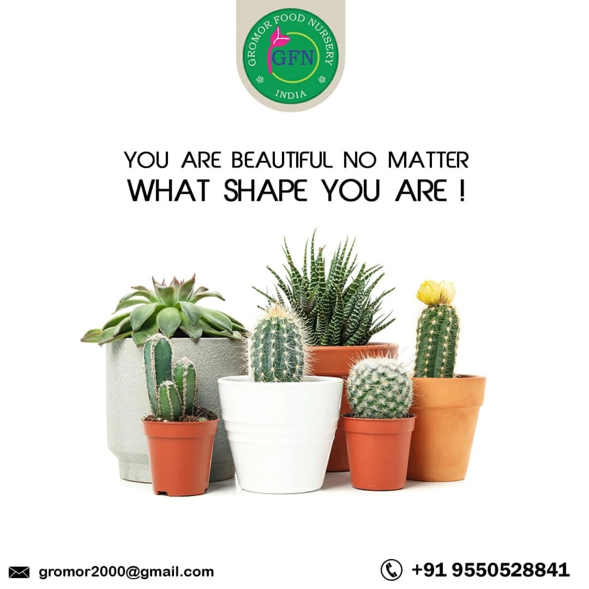 Growing and Maintains Tips for Succulent Plants