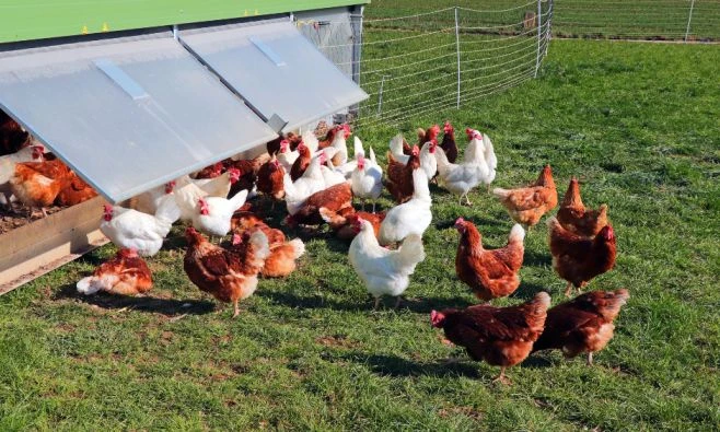 How to Effectively Manage Poultry Farm