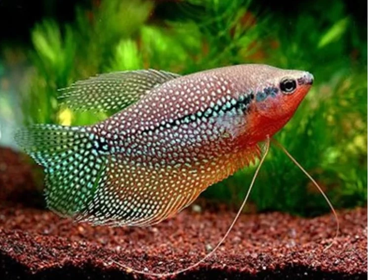 Benefits of the Fish Tank Cleaner and Aquarium Pump