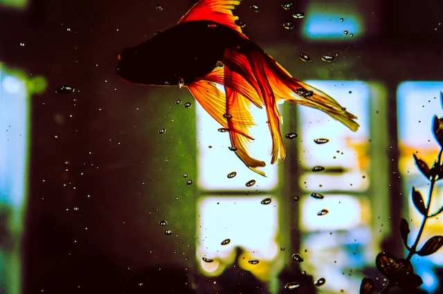 Everything You Need to Know About Aquarium Heater