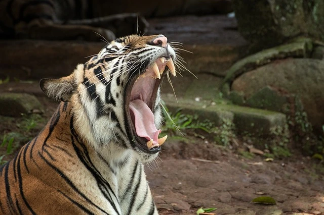 What a Bandhavgarh Pocket Friendly Safari Offers