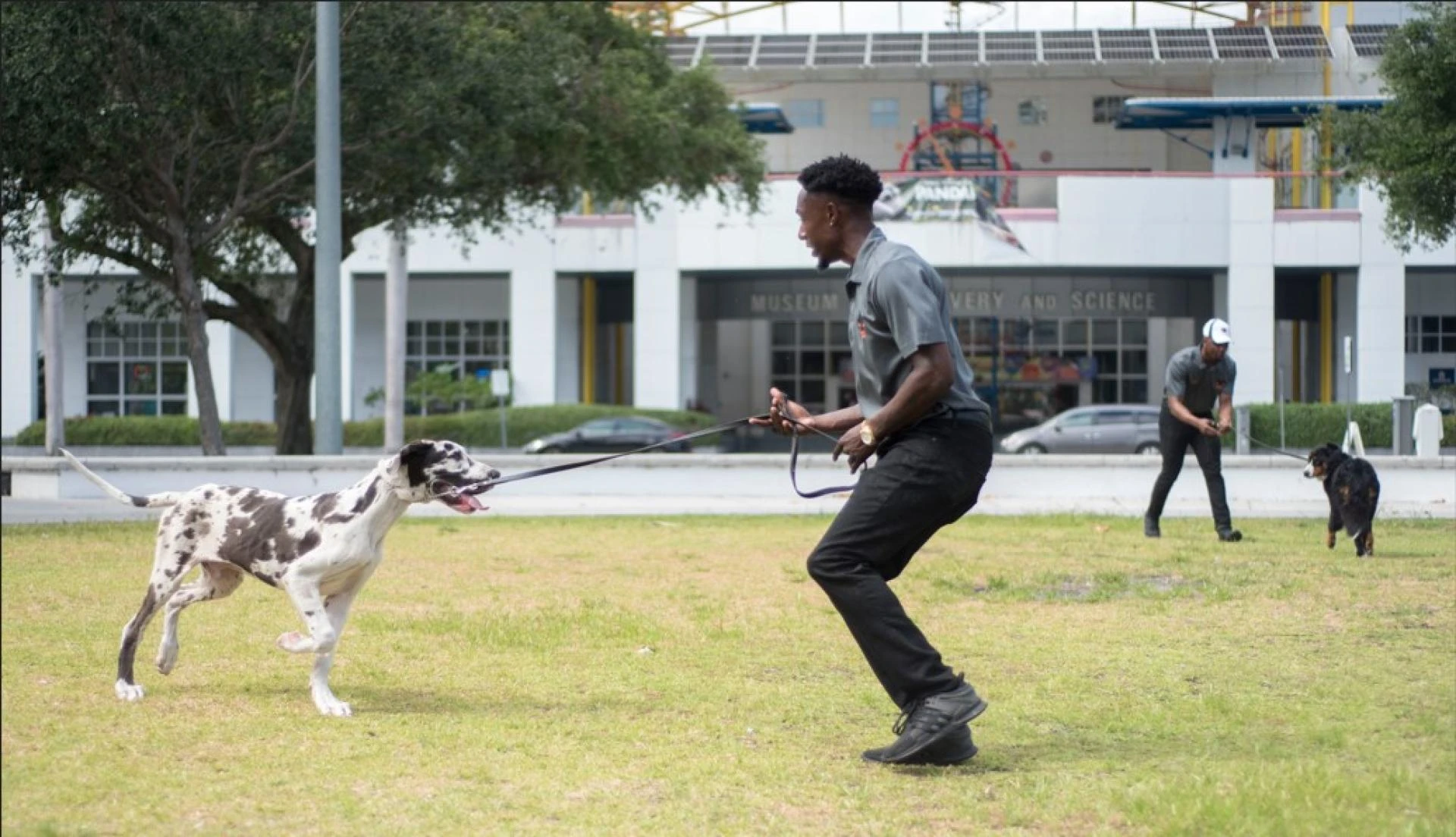 Through the Leash Dog Behavior &amp; Training: the Key to a Happy and Well-behaved Dog