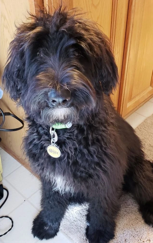 5 Questions to Ask Yourself While Buying a Dog Breed Online