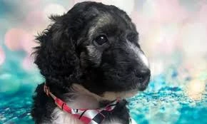 5 Mistakes To Avoid When Buying The Best Dog Breeds Online