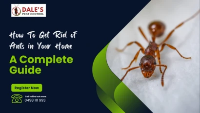 How To Get Rid of Ants in Your Home: A Complete Guide