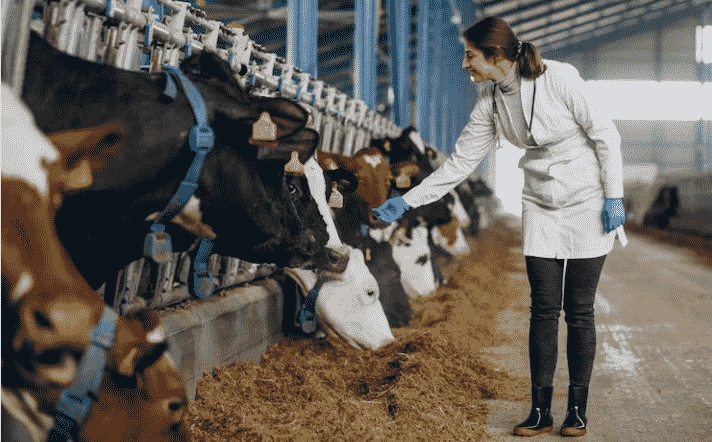 Do cattle farmers have access to insurance?