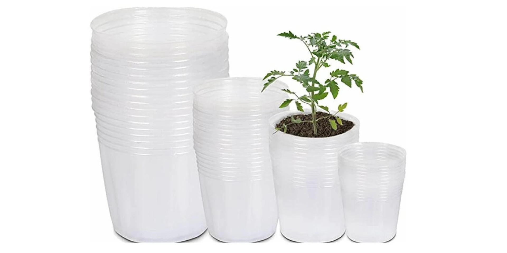 Orchid Supplies: A Quick But Essential Guide