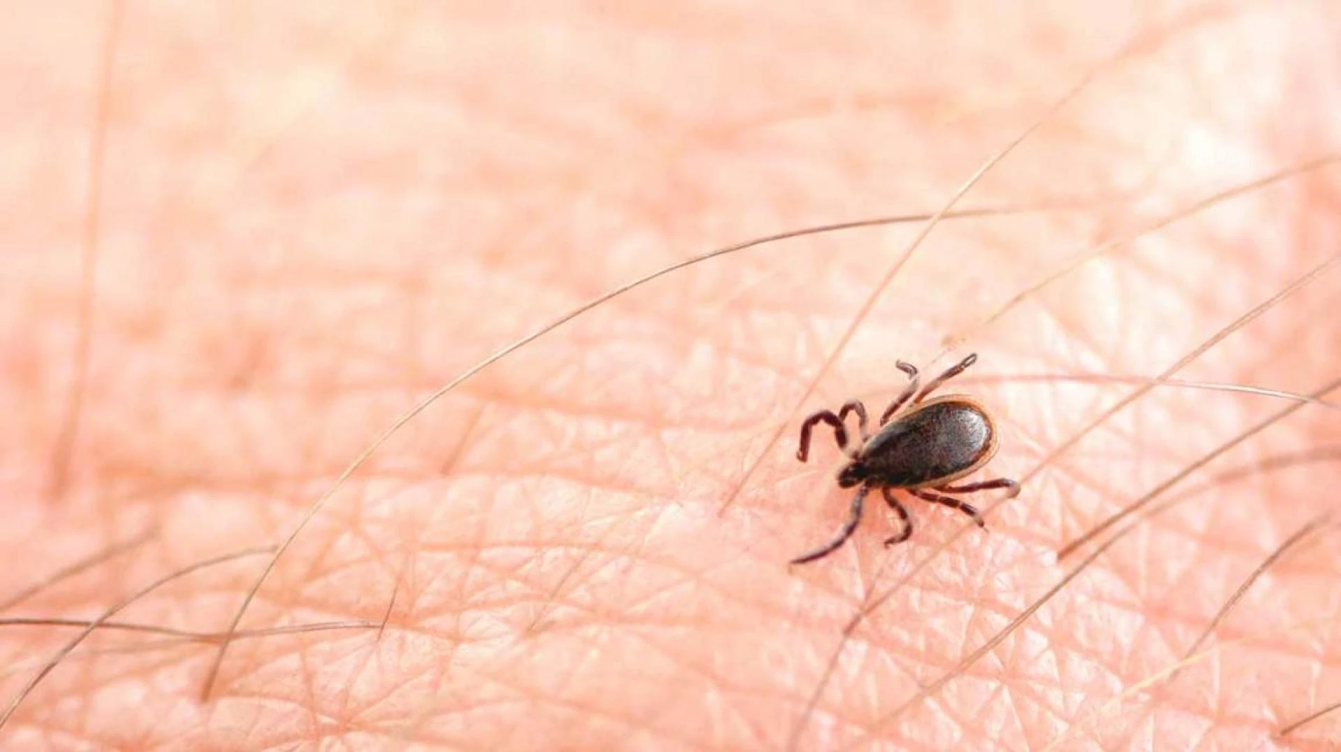 Lyme Disease Treatment Market – Increasing prevalence of the diseases is expected to fuel the Demand
