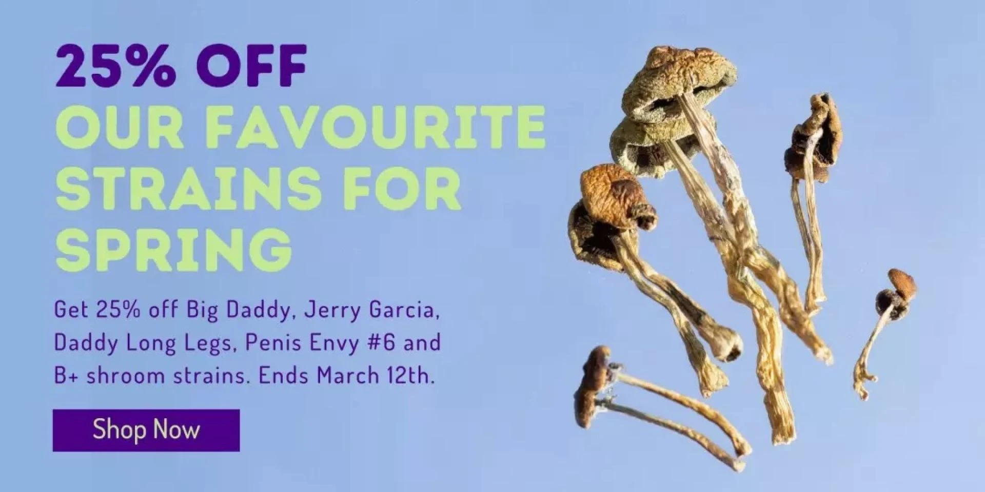 Shroom Shopping: Where to Buy the Best Magic Mushrooms