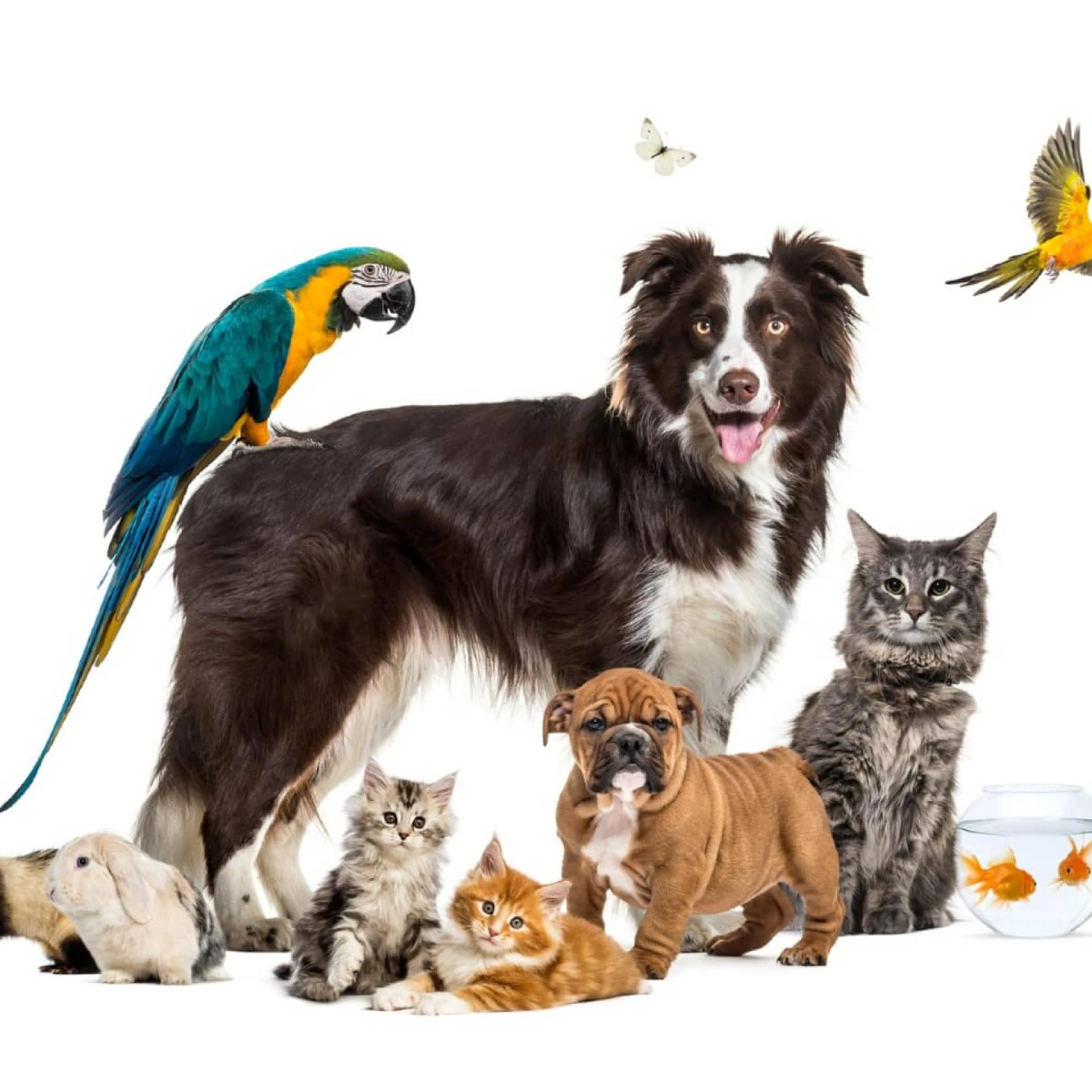 What Is The 5 Most Popular Pet?