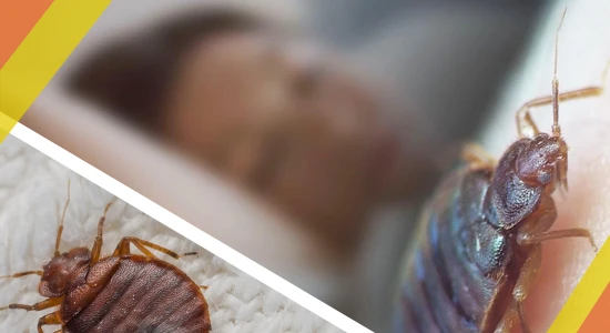 Most Disturbing Facts About Bed Bugs