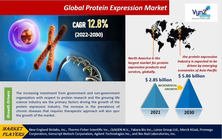Global Protein Expression Market Growth and Demand Analysis Report, 2030