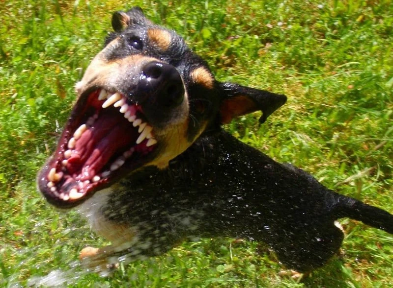 What To Do After a Dog Bite or Attack and Compensation